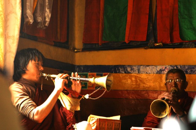 Ламы играют на трубах